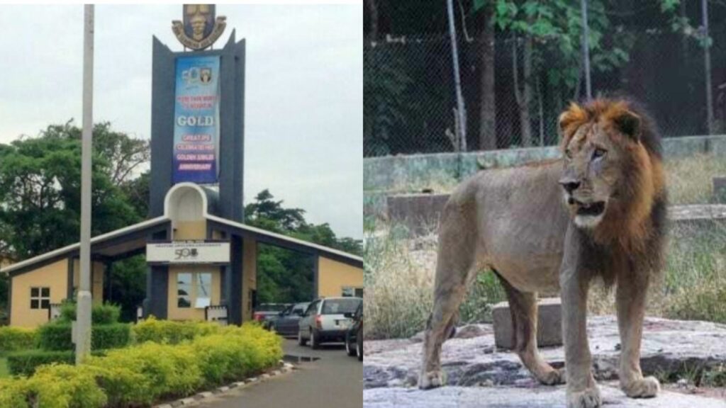 9-Year-Old-Lion kills Zookeeper at Obafemi Awolowo University Zoo