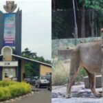 9-Year-Old-Lion kills Zookeeper at Obafemi Awolowo University Zoo