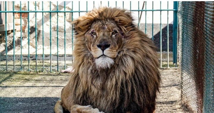 Lion Kill Zookeeper at Olusegun Obasanjo Presidential Library